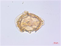 貞蕨藏品圖，第2張