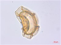 貞蕨藏品圖，第3張