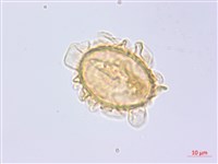貞蕨藏品圖，第4張