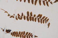 登錄號:P006252藏品圖，第3張