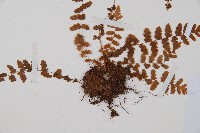 登錄號:P006252藏品圖，第5張