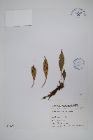 登錄號:P006252藏品圖，第6張