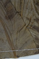 臺灣山蘇花藏品圖，第2張