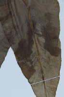 臺灣山蘇花藏品圖，第3張