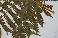 東北角蕨藏品圖，第3張