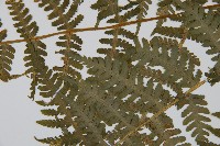 東北角蕨藏品圖，第4張