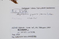 亮毛蕨藏品圖，第5張