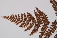 亮毛蕨藏品圖，第6張