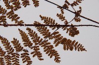 亮毛蕨藏品圖，第7張