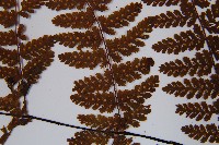 亮毛蕨藏品圖，第8張