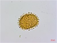 亮毛蕨藏品圖，第2張