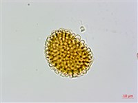 亮毛蕨藏品圖，第4張