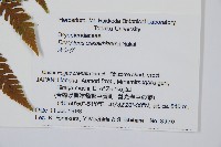 綿馬鱗毛蕨藏品圖，第2張