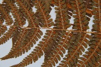 綿馬鱗毛蕨藏品圖，第3張