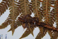 綿馬鱗毛蕨藏品圖，第4張