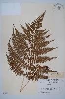 山蹄蓋蕨藏品圖，第1張