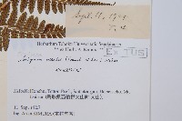 山蹄蓋蕨藏品圖，第2張