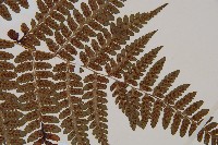 山蹄蓋蕨藏品圖，第3張