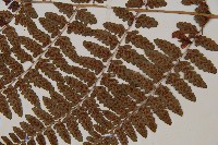 山蹄蓋蕨藏品圖，第5張