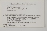 翅柄三叉蕨藏品圖，第2張