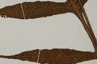 翅柄三叉蕨藏品圖，第3張