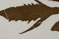 翅柄三叉蕨藏品圖，第4張