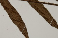 翅柄三叉蕨藏品圖，第5張