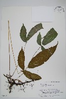 登錄號:P006260藏品圖，第1張