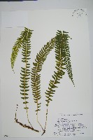 攀緣鱗始蕨藏品圖，第1張