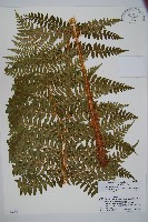 登錄號:P006263藏品圖，第1張