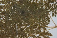 登錄號:P006264藏品圖，第3張