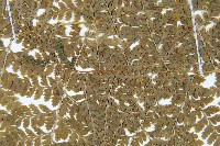 登錄號:P006264藏品圖，第5張