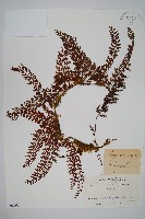 瓶蕨藏品圖，第1張