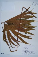 雙扇蕨藏品圖，第1張