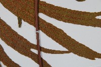 雙扇蕨藏品圖，第3張