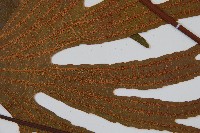 雙扇蕨藏品圖，第4張