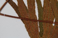 雙扇蕨藏品圖，第5張