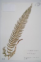 三叉耳蕨藏品圖，第1張