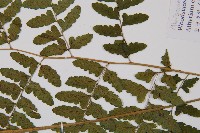 坡生蹄蓋蕨藏品圖，第4張