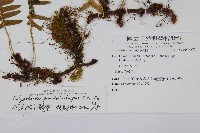 假毛柄水龍骨藏品圖，第2張