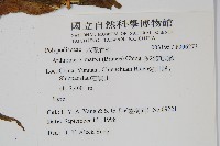 多羽節肢蕨藏品圖，第2張