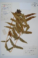 菜蕨藏品圖，第1張