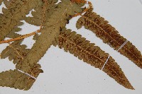 菜蕨藏品圖，第3張