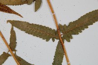 菜蕨藏品圖，第5張