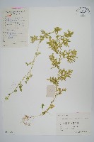 翠雲草、藍草藏品圖，第1張