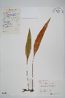 石葦藏品圖，第1張