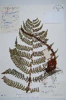 闊鱗鱗毛蕨藏品圖，第1張