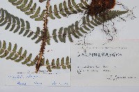 闊鱗鱗毛蕨藏品圖，第2張