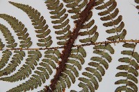 闊鱗鱗毛蕨藏品圖，第4張