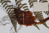 闊鱗鱗毛蕨藏品圖，第5張